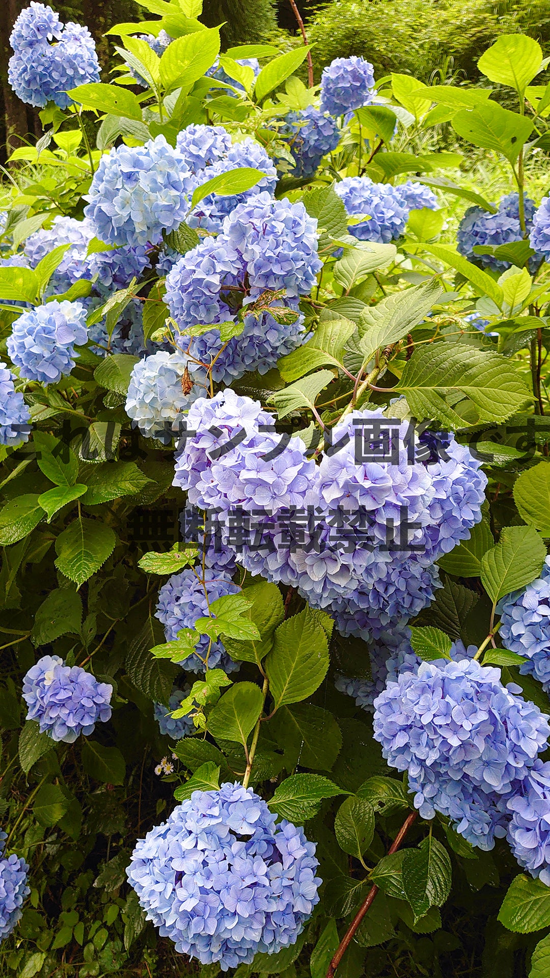 Hydrangea_2