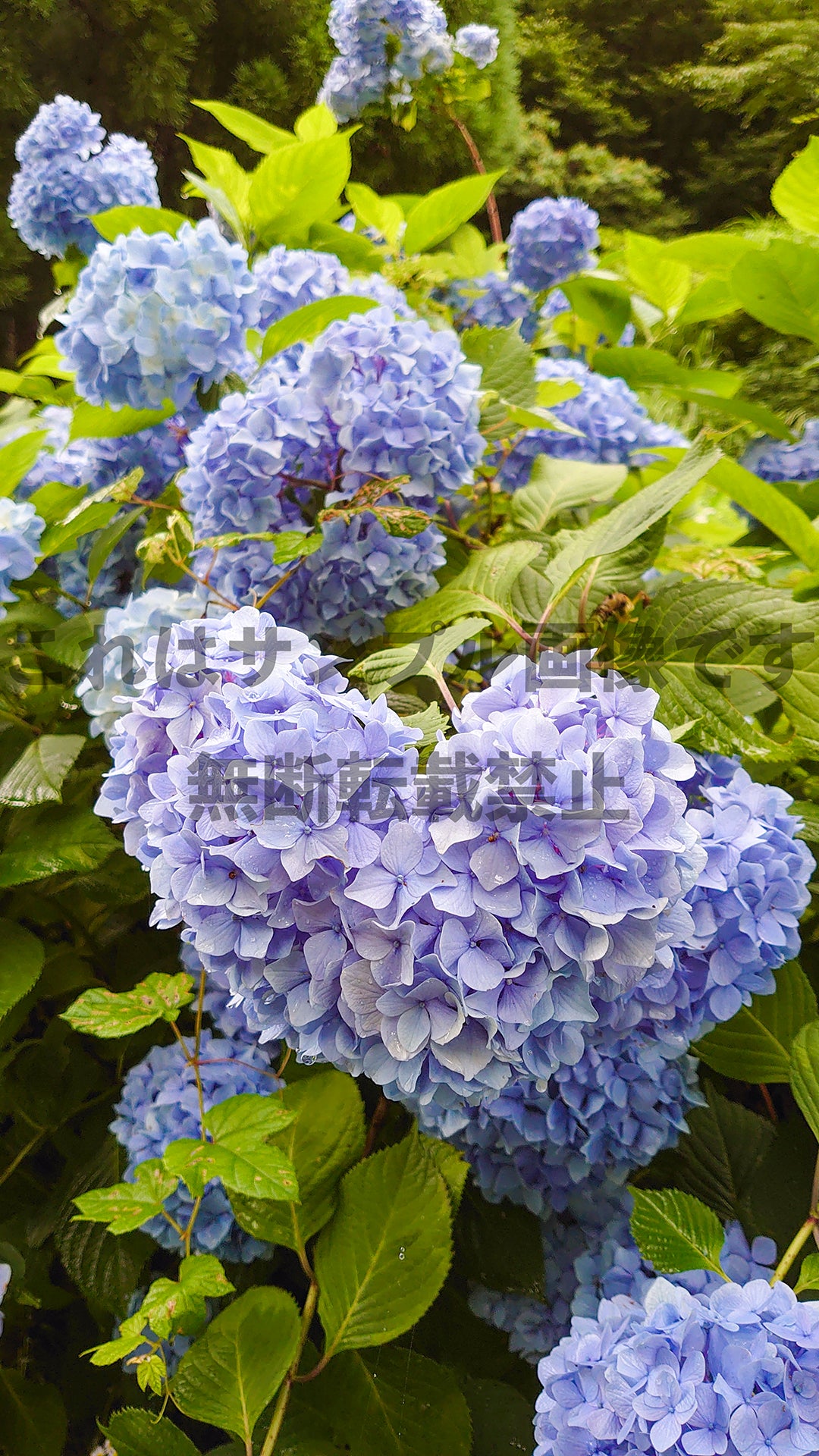 Hydrangea_3
