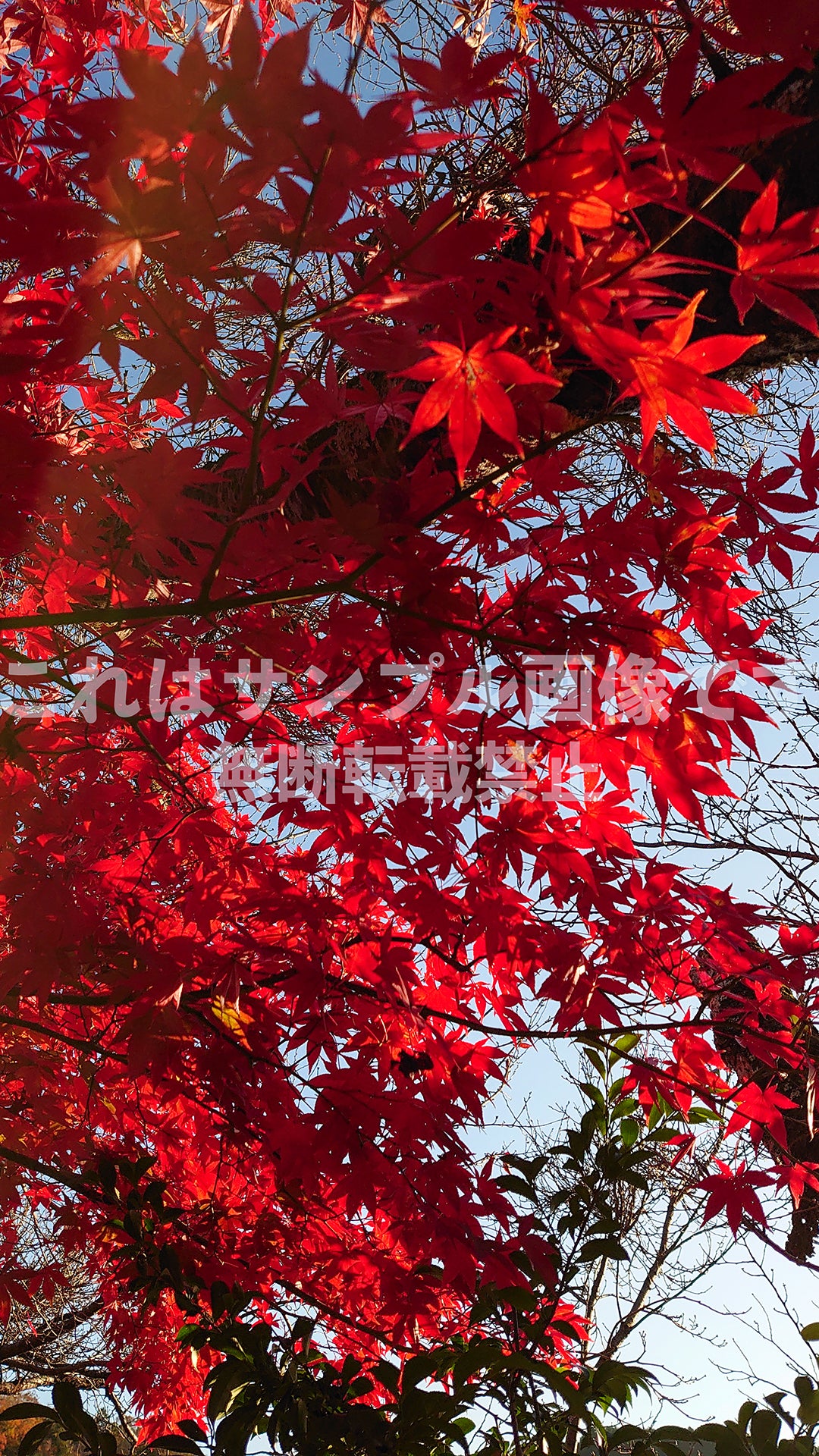紅葉_7