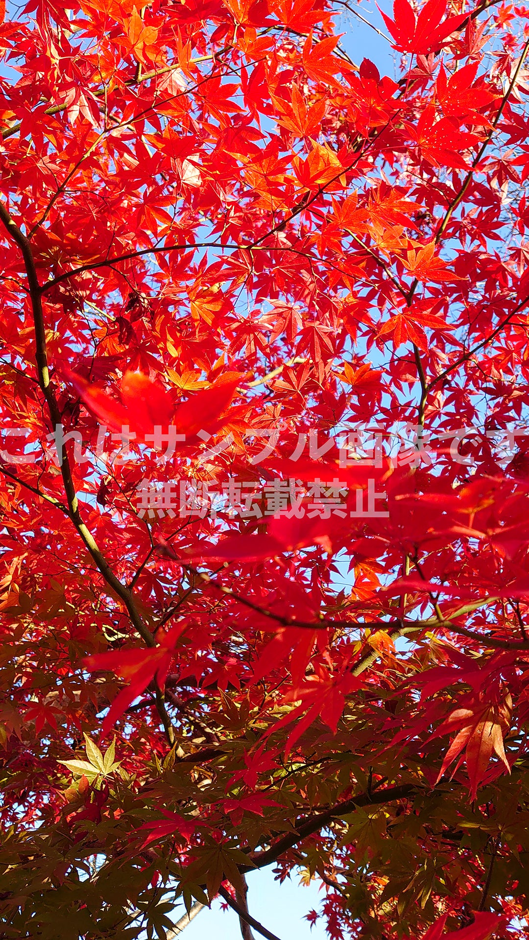 紅葉_10