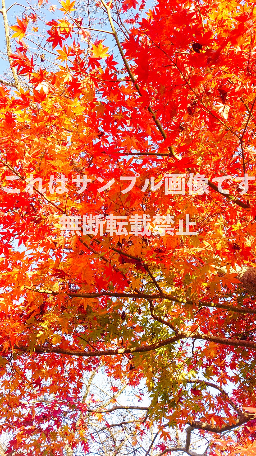 Autumn Leaves_3