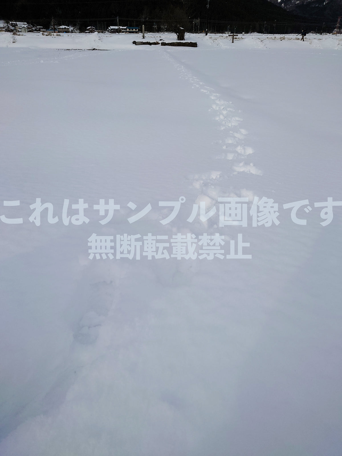 雪原の足跡_2