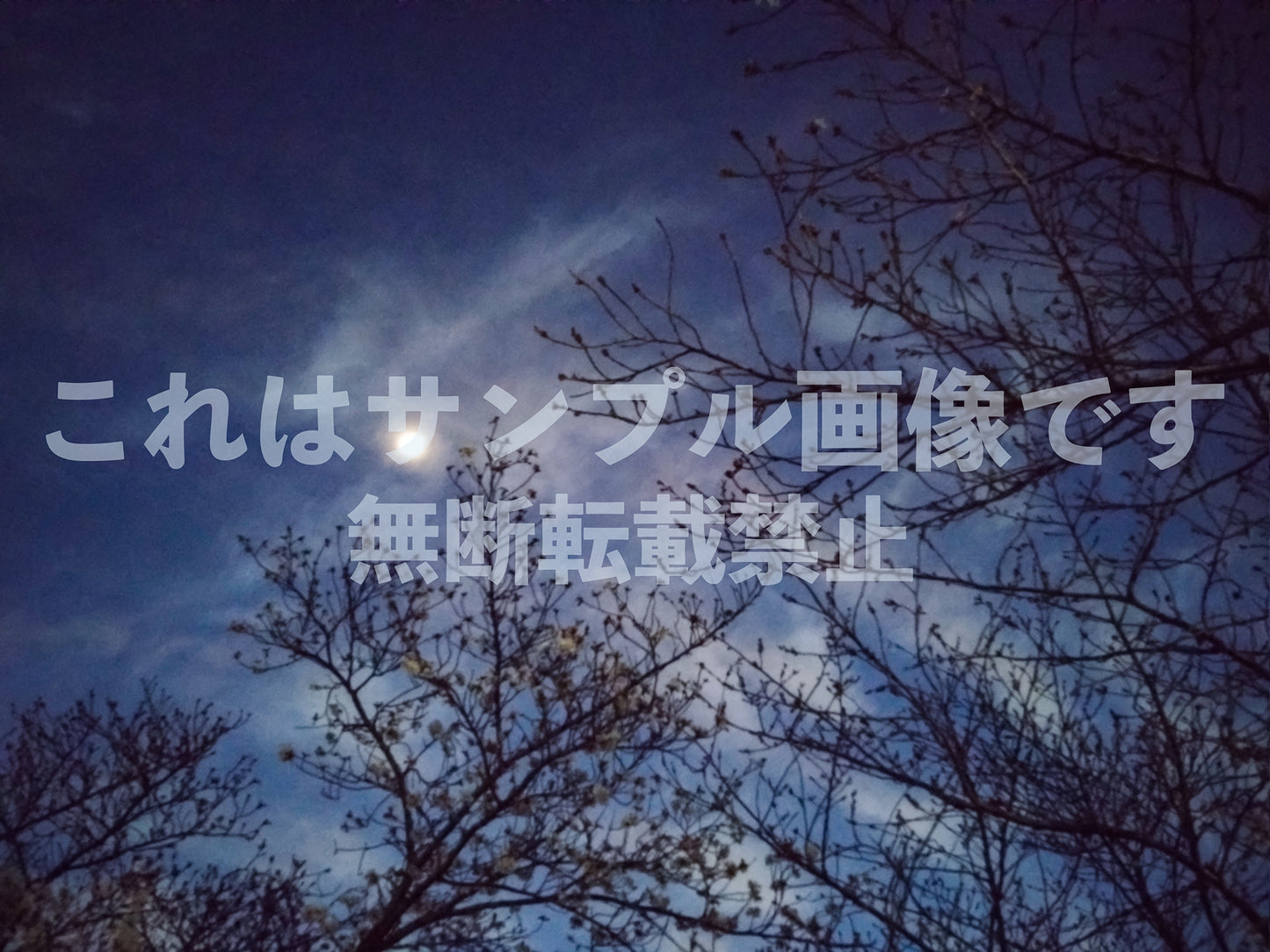 Night Sky and Tree_1