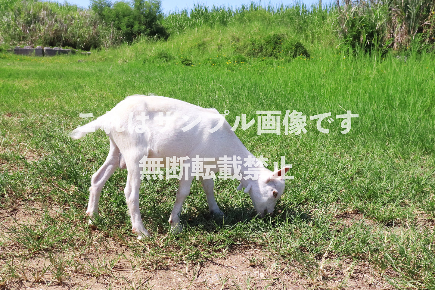 白いヤギ_1