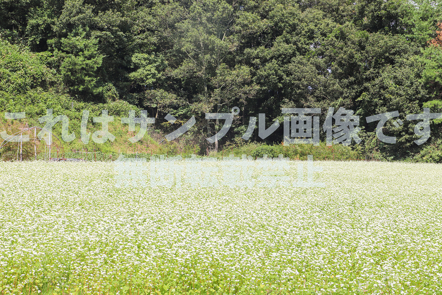 Buckwheat Flower Fields_1
