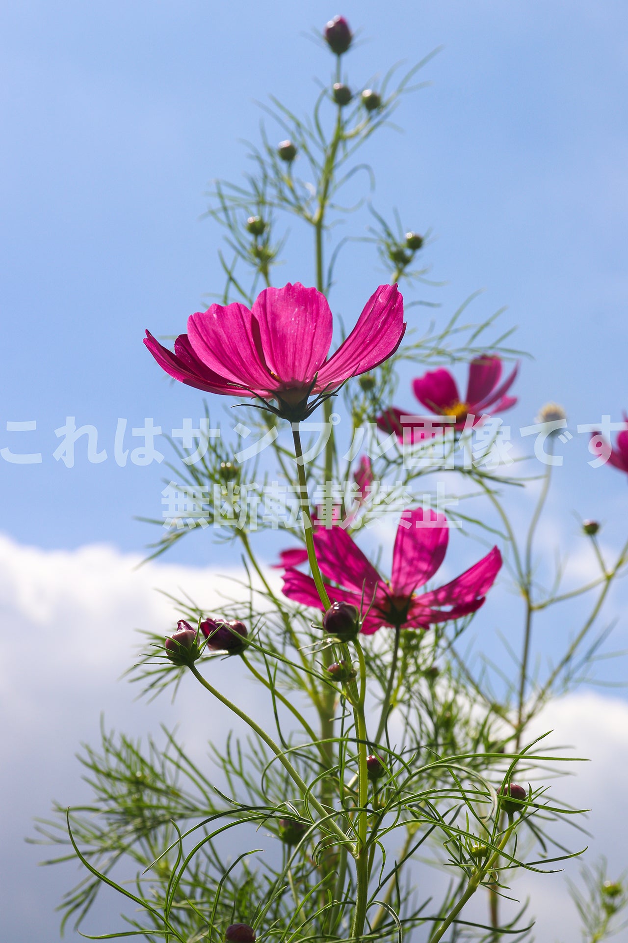 Cosmos_1