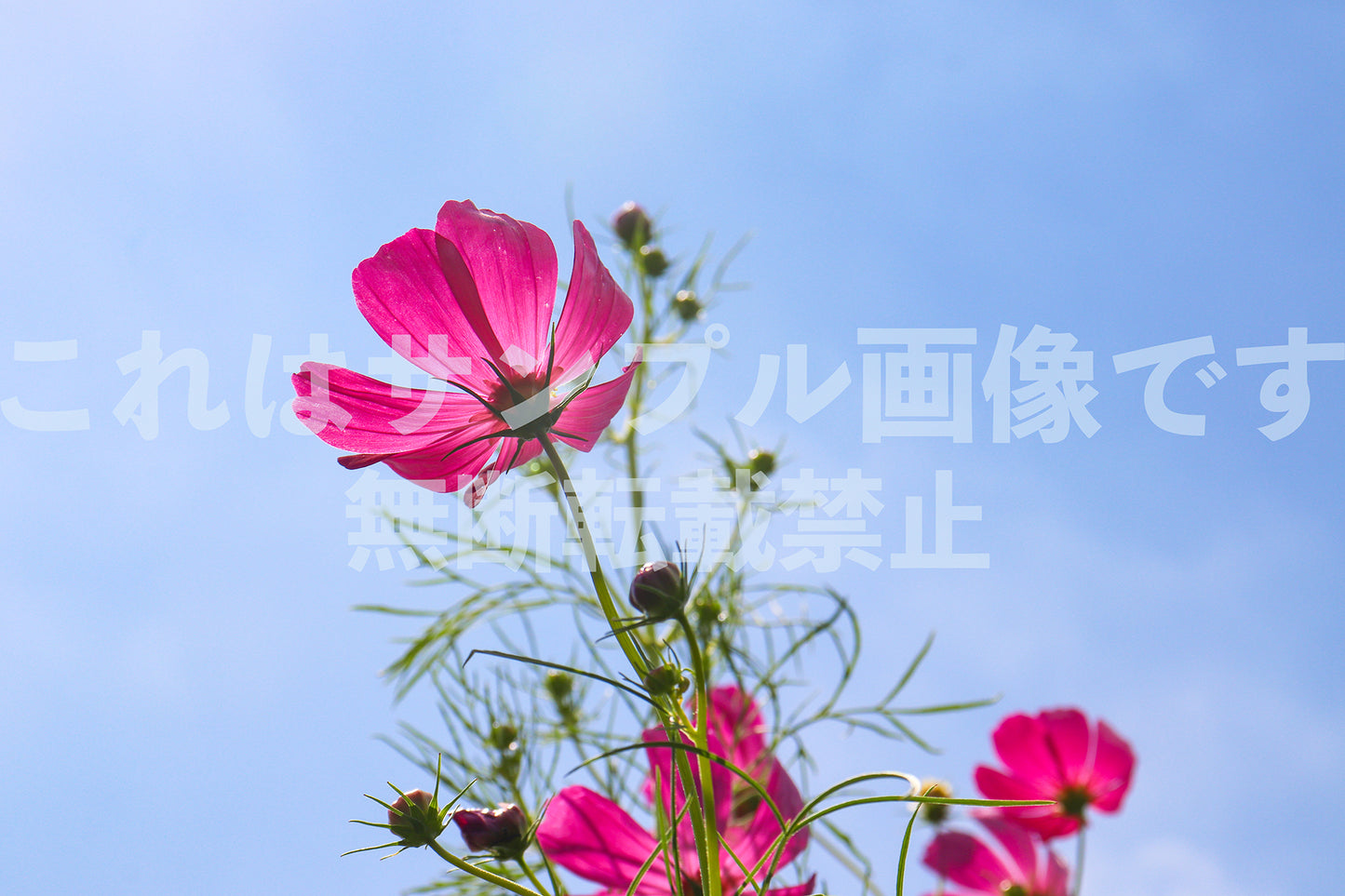 Cosmos_2