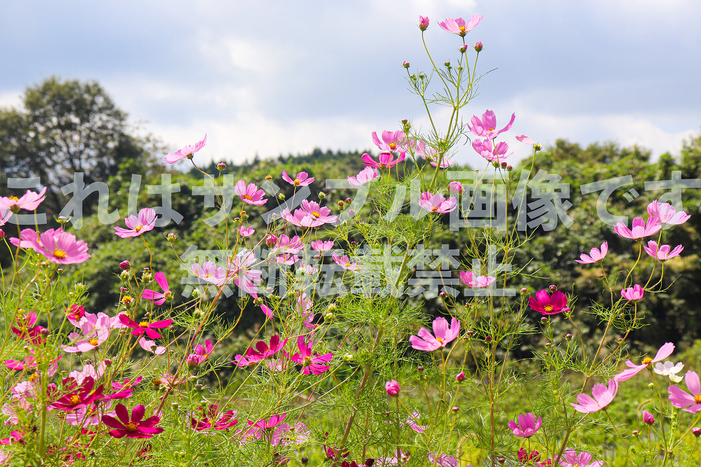 Cosmos_3