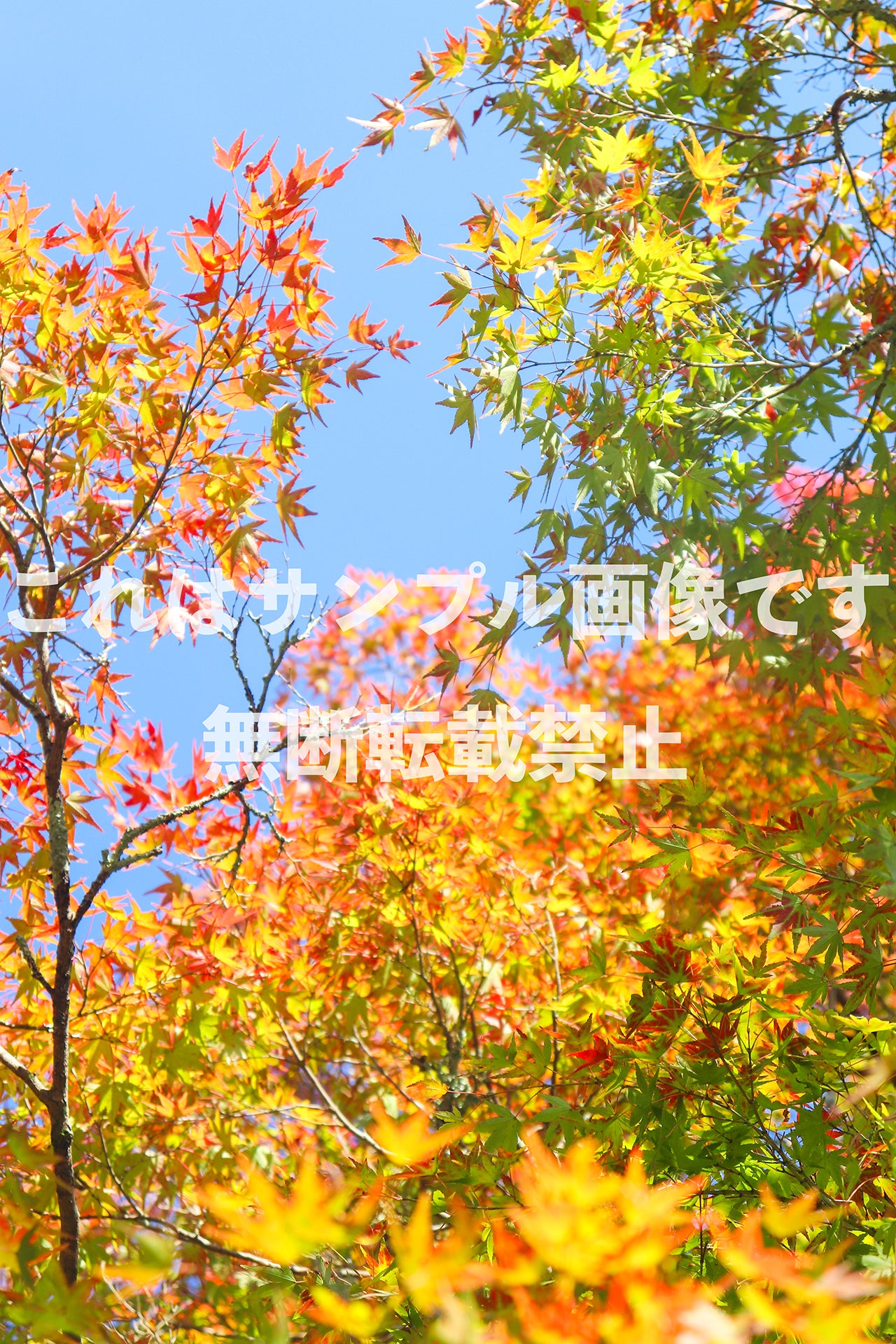 Autumn leaves and blue sky_2