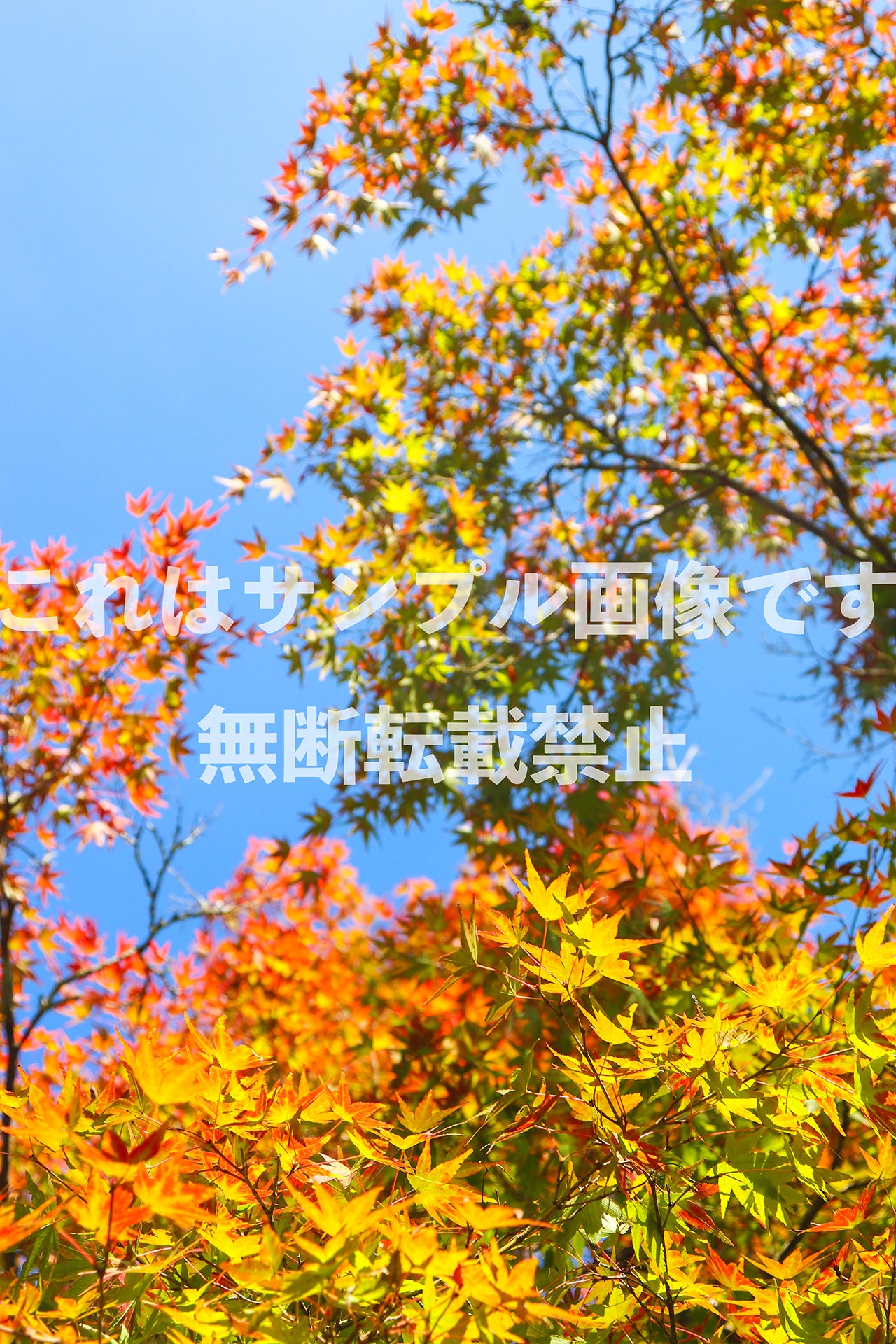 Autumn Leaves and Blue Sky_3