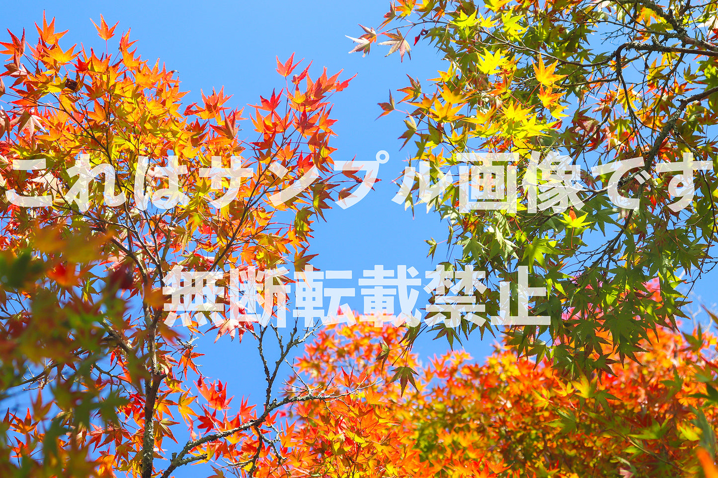 Autumn leaves and blue sky_4