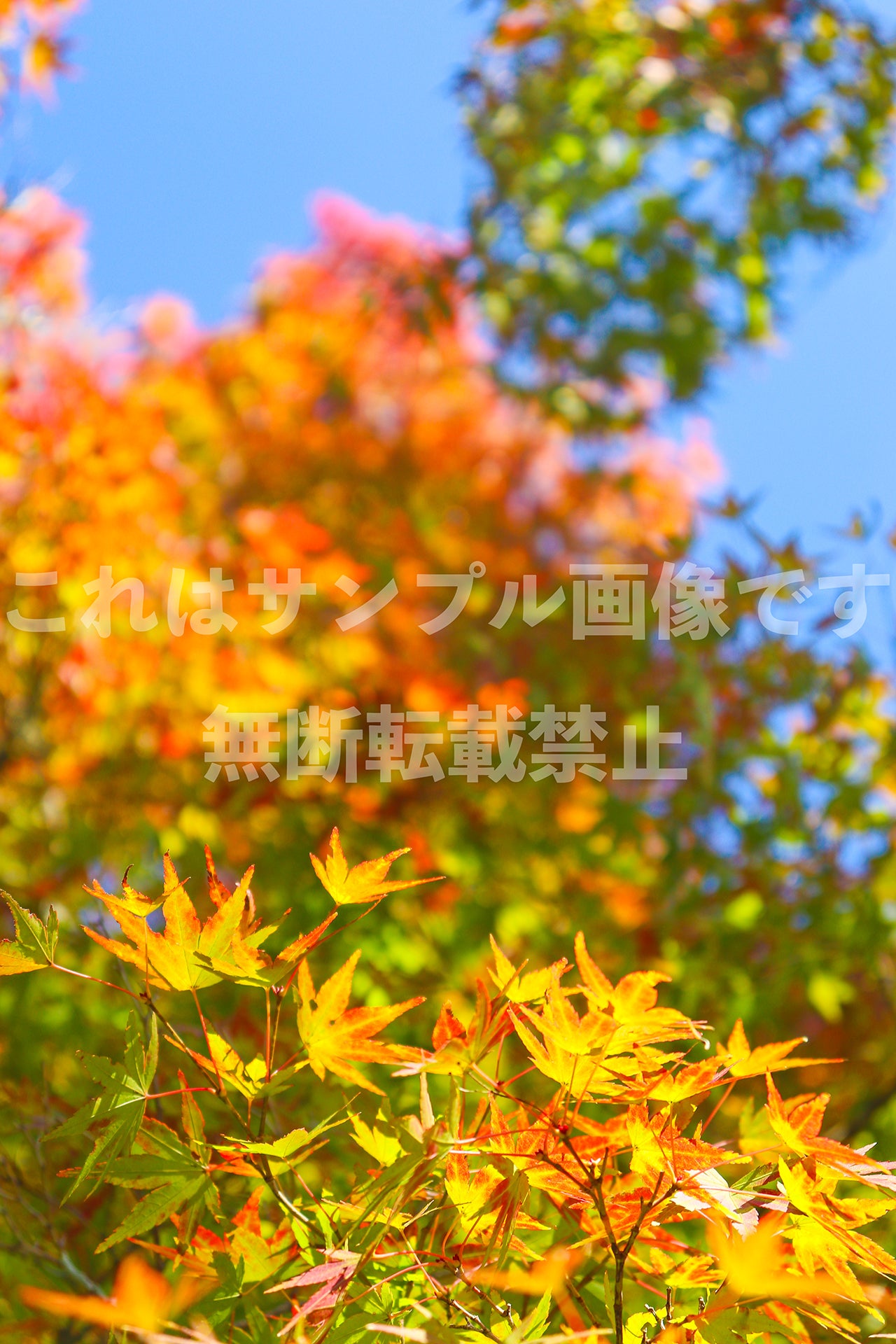 Autumn leaves and blue sky_5