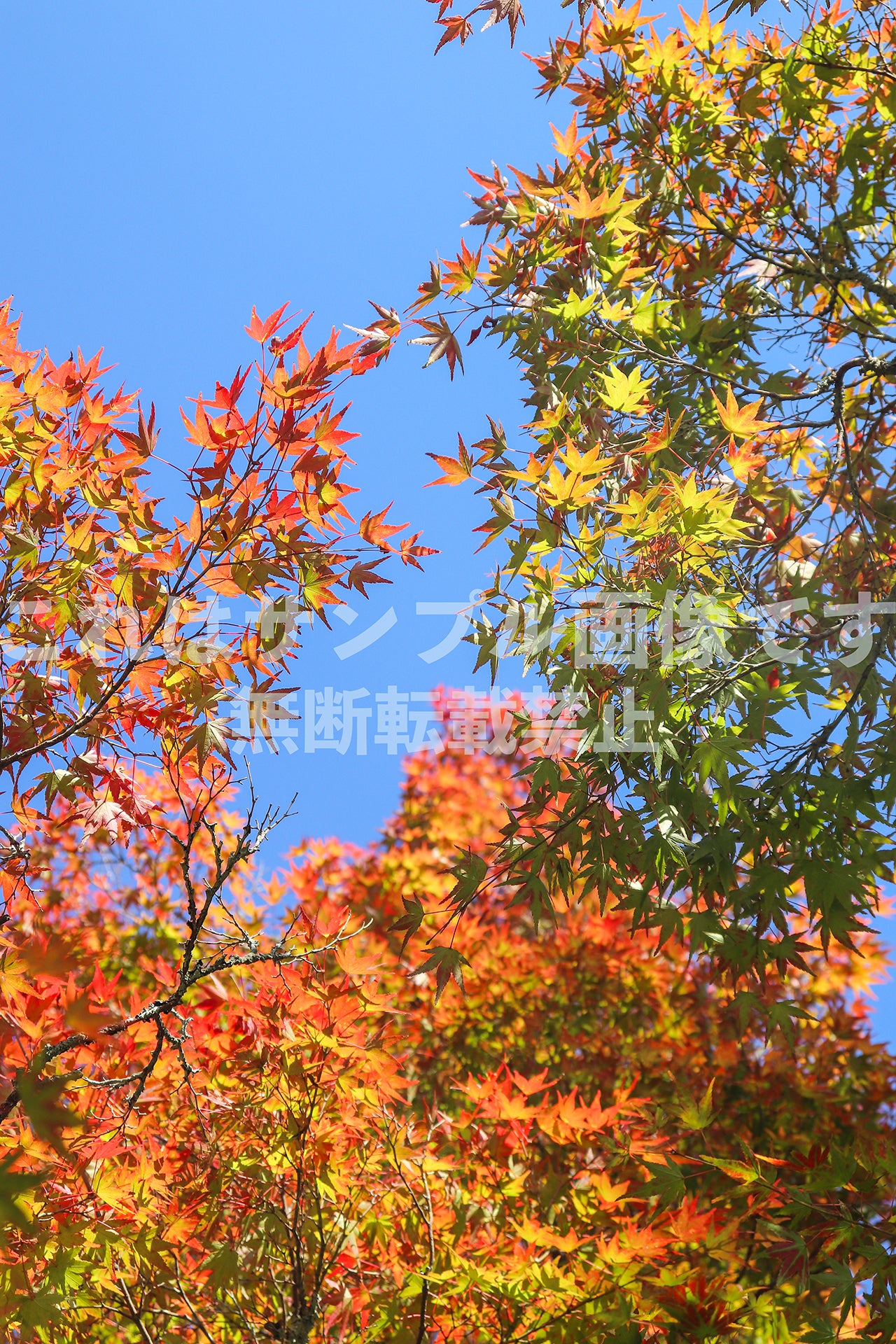 Autumn leaves and blue sky_1