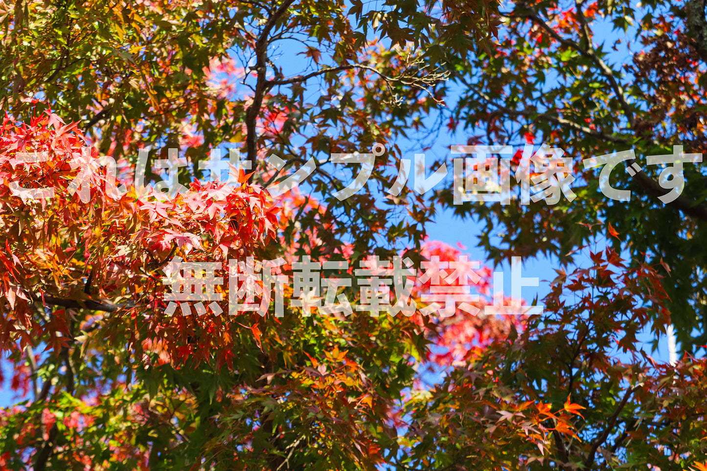 紅葉_14