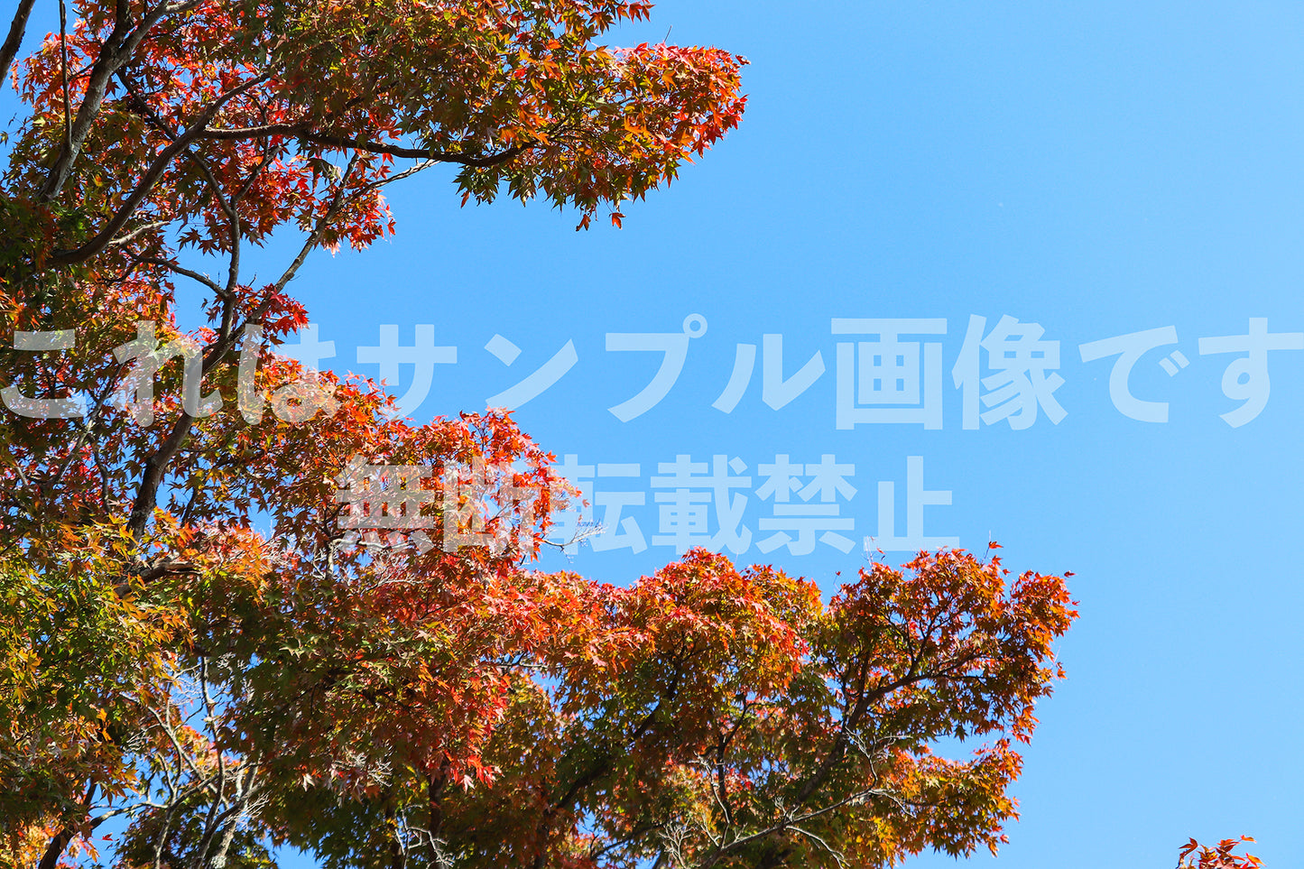 紅葉と青空_13