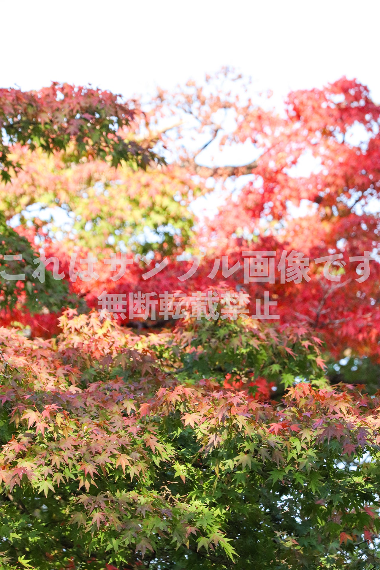 Maple tree_1