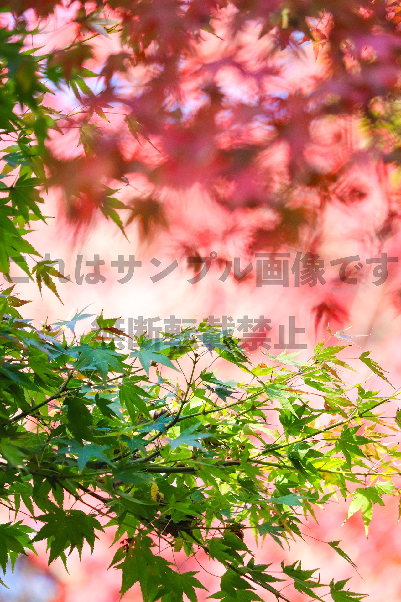 Autumn leaves_4