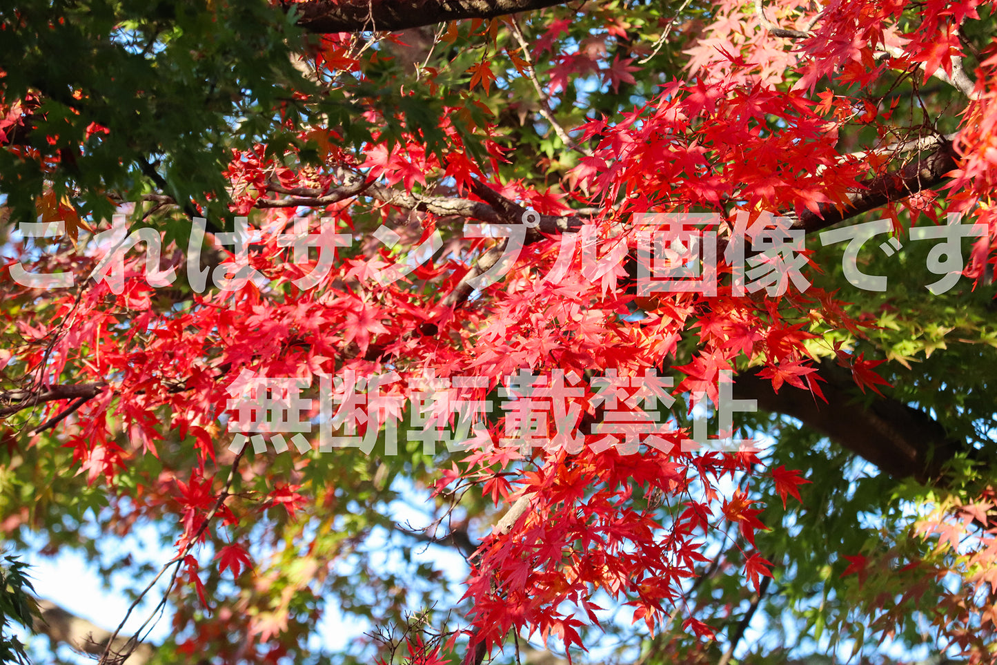 紅葉_17