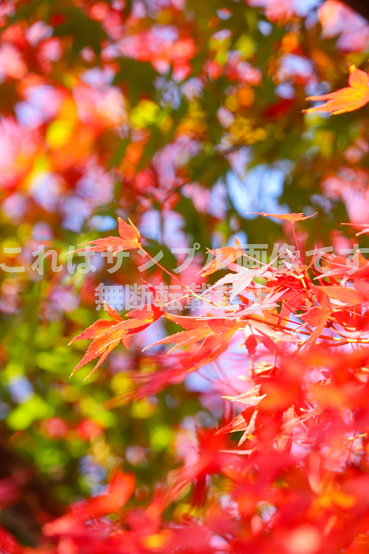 Autumn Leaves_2