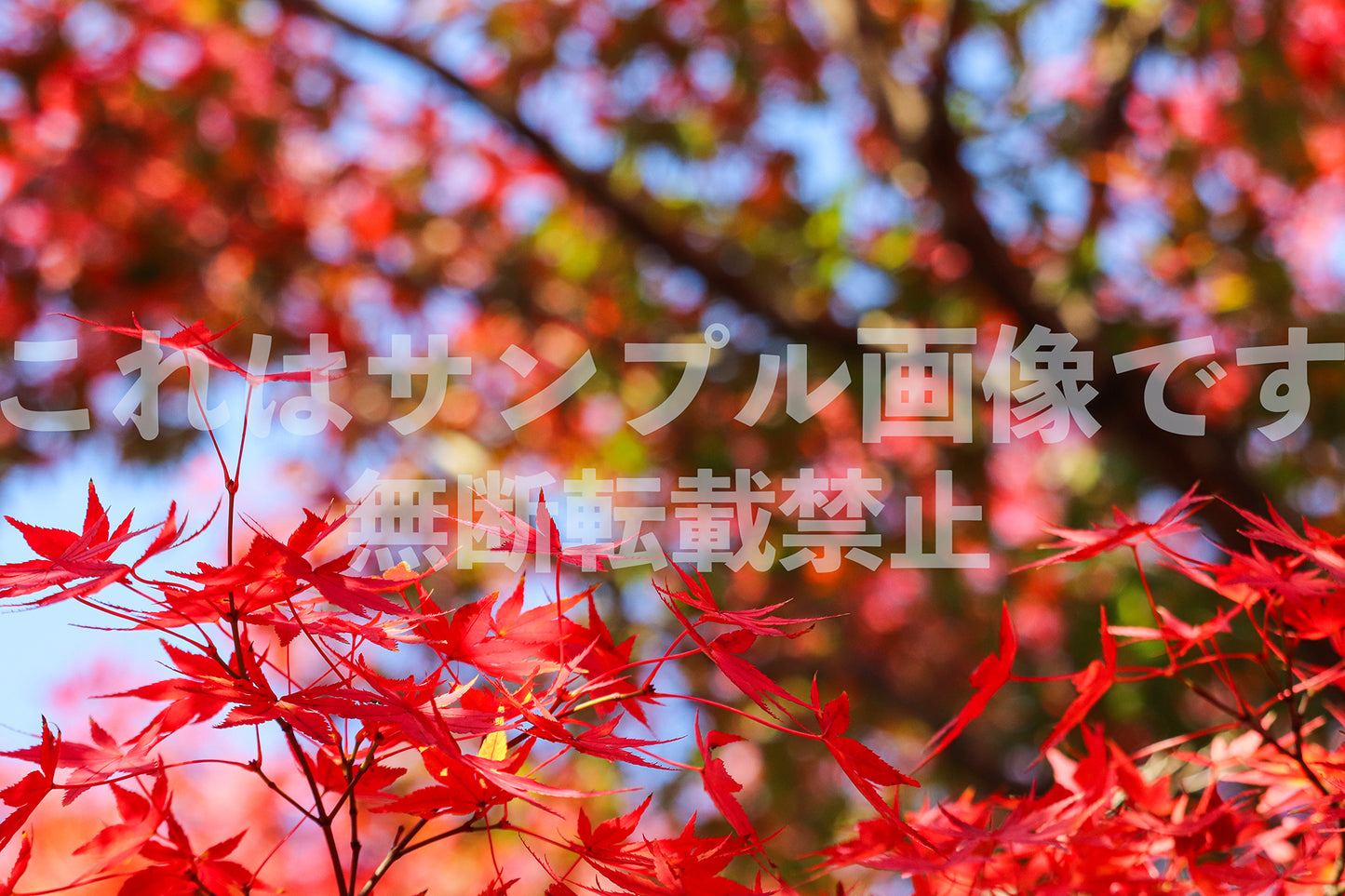 紅葉_22