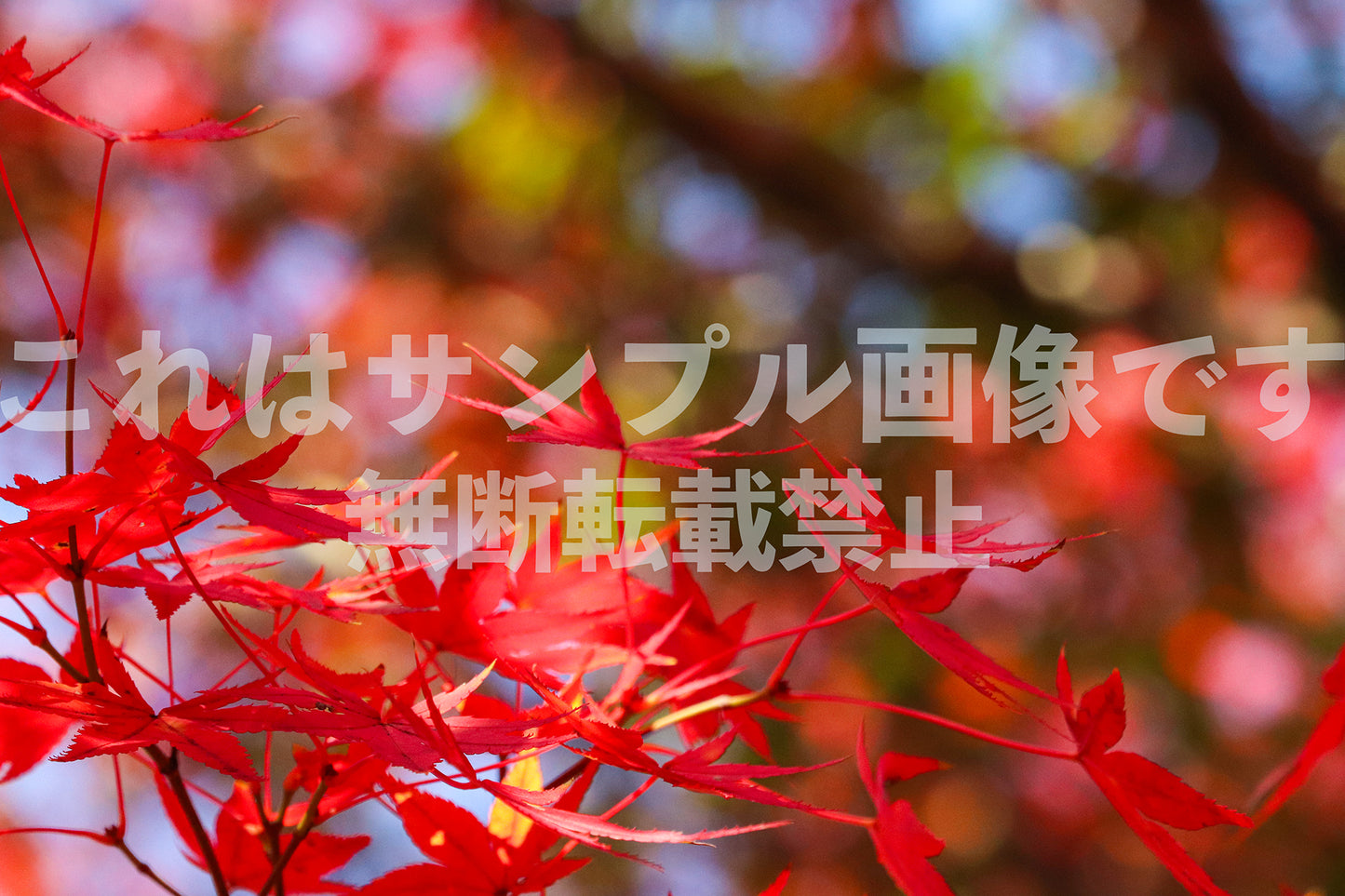 紅葉_24