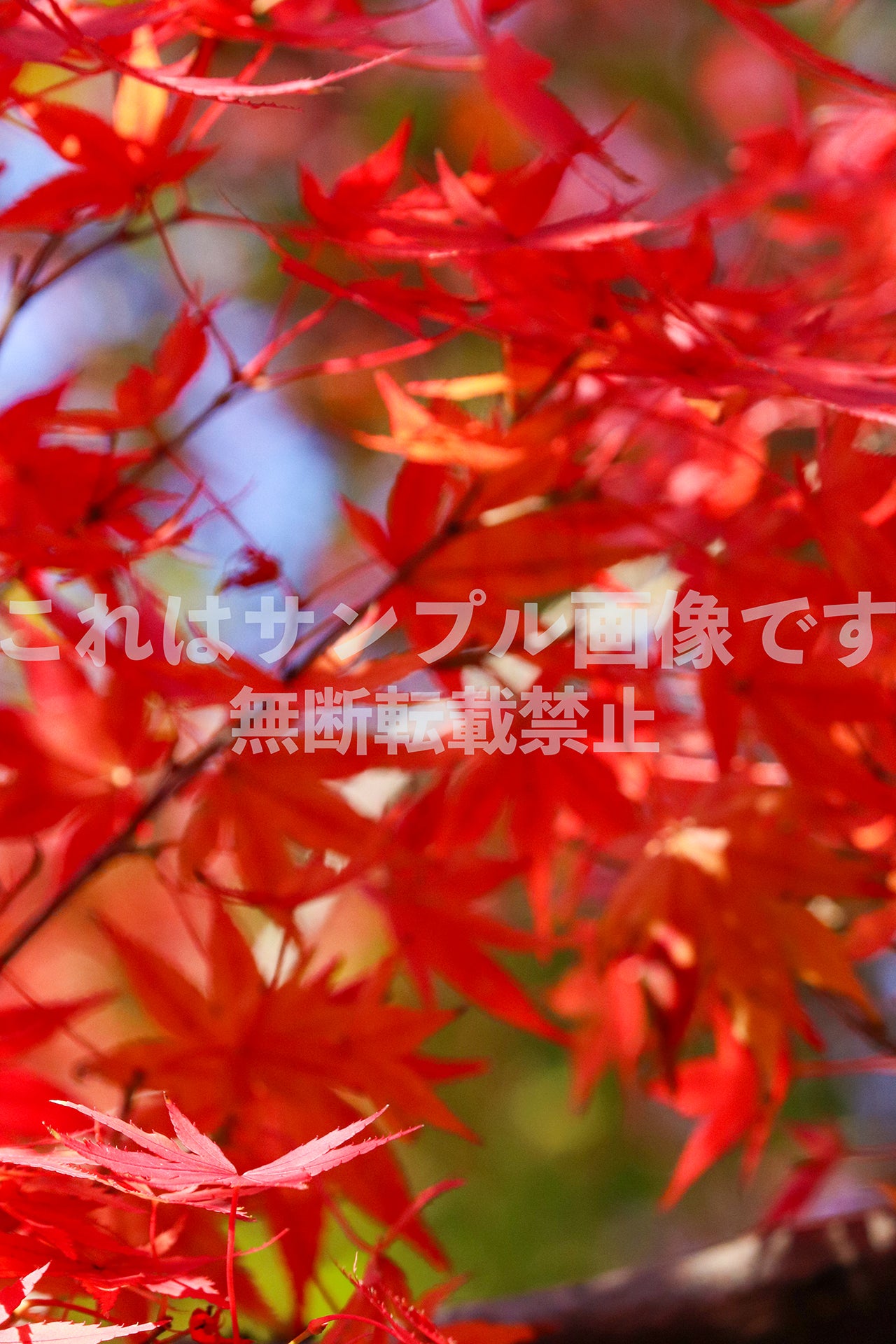 Autumn leaves_1