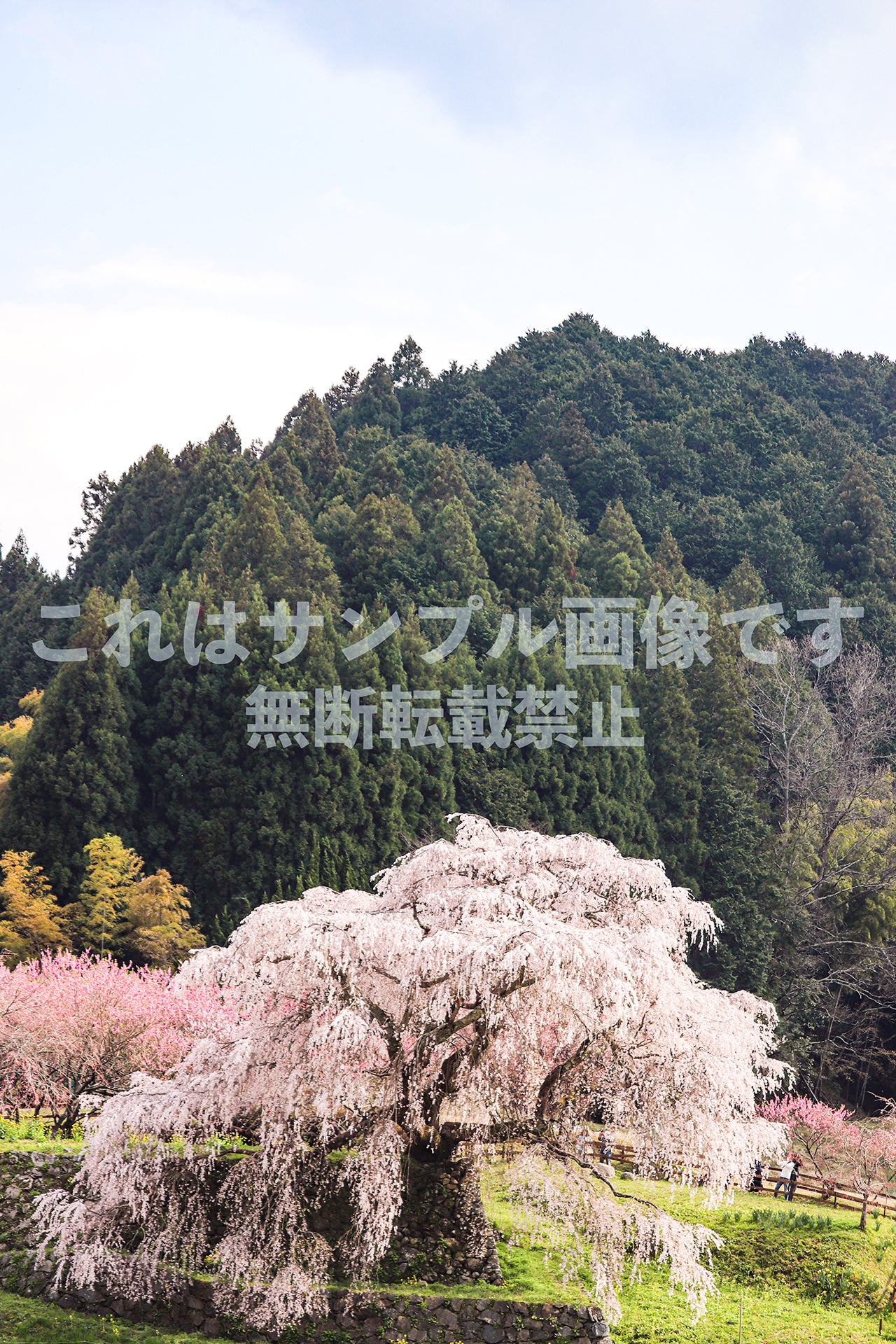 Weeping cherry tree_1