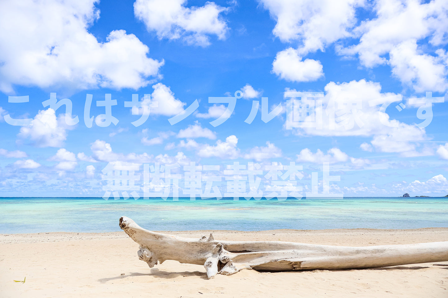流木_3
