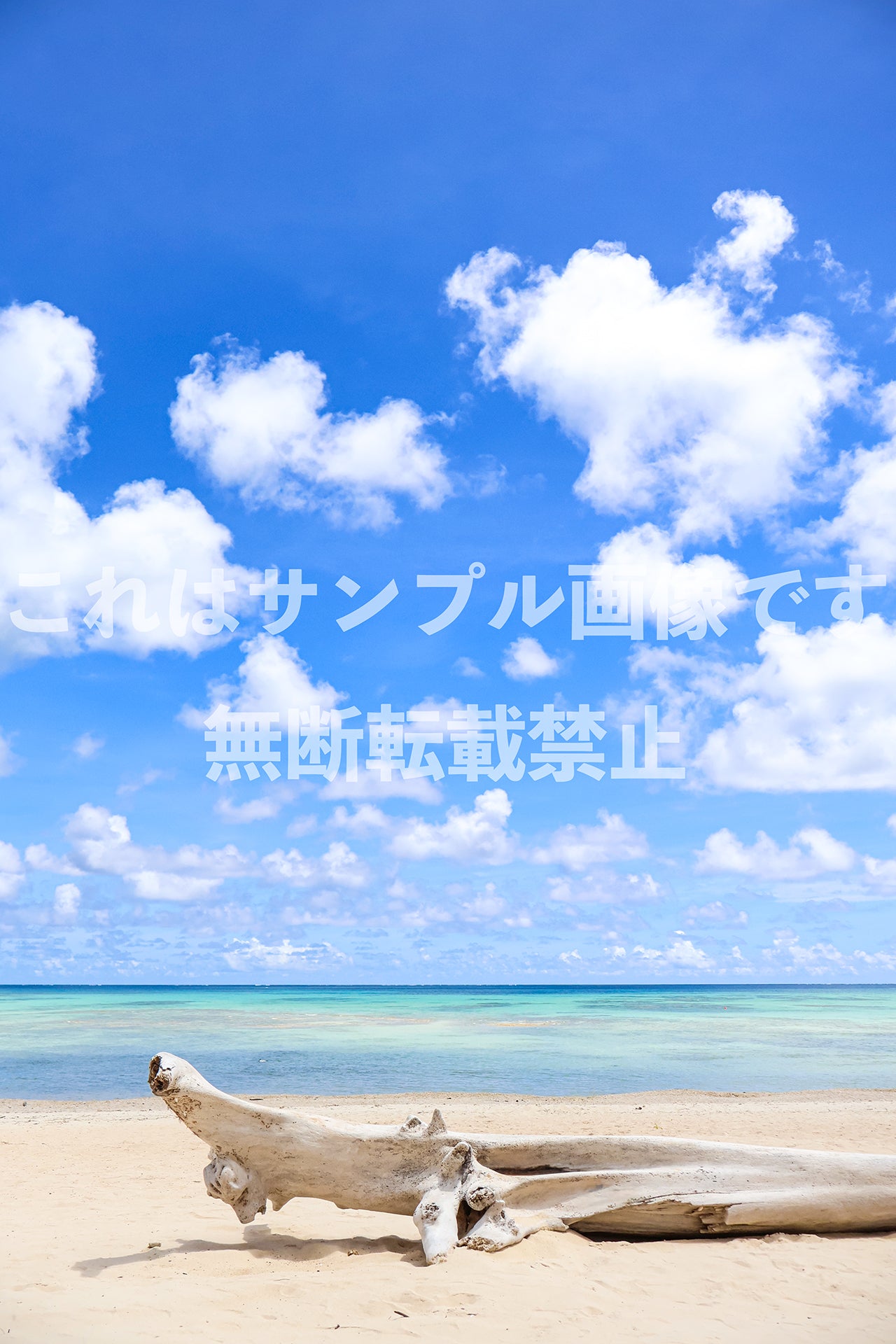 流木_4