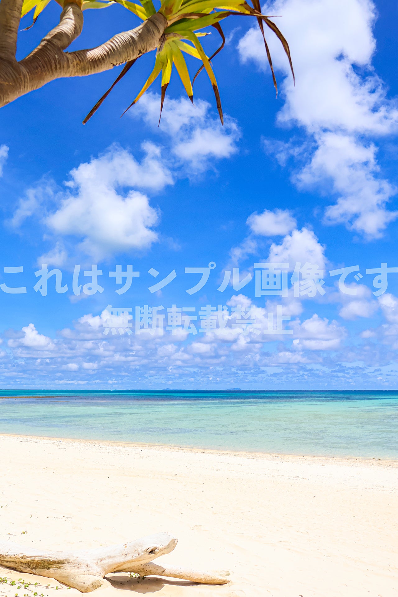 南国の海とアダン_10