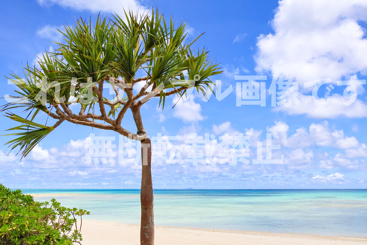 Southern Seas and Pandanus - 2