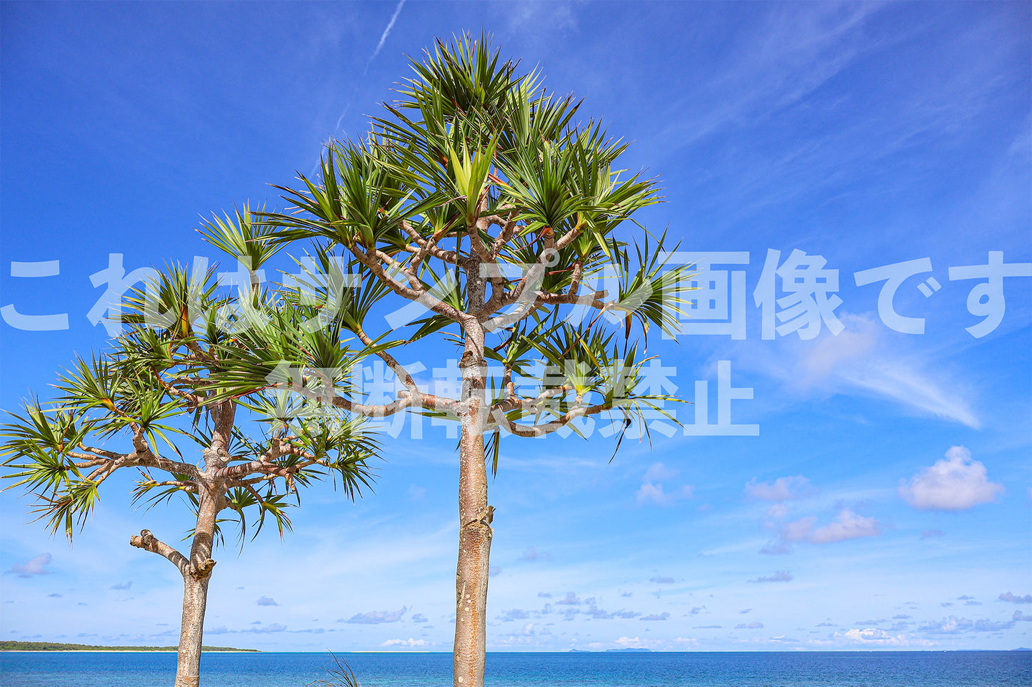 Blue Sky and Adan Trees_1