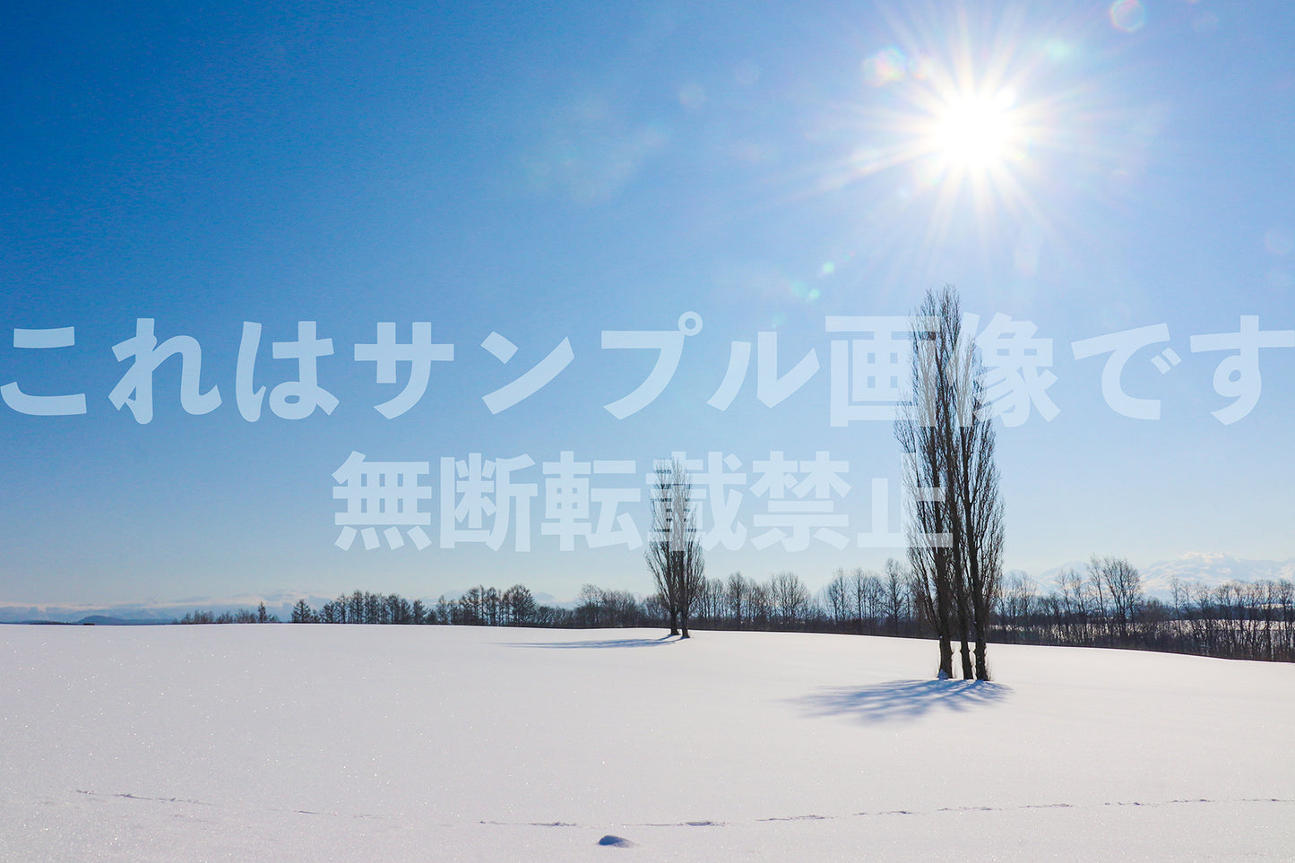 Trees in the Snowfield_1