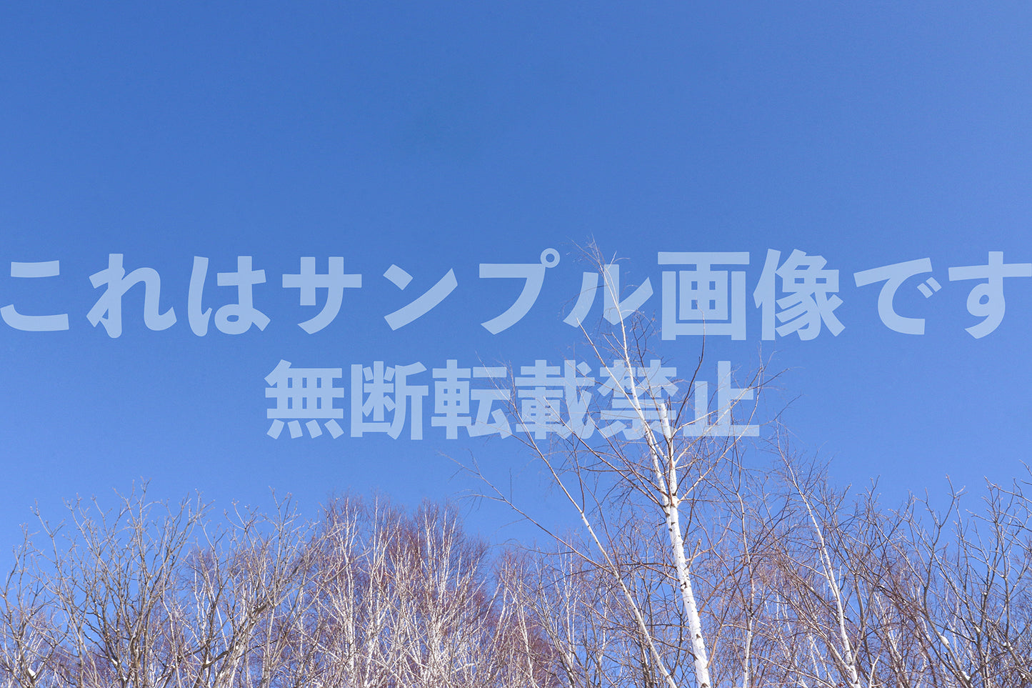 Winter Branch_1
