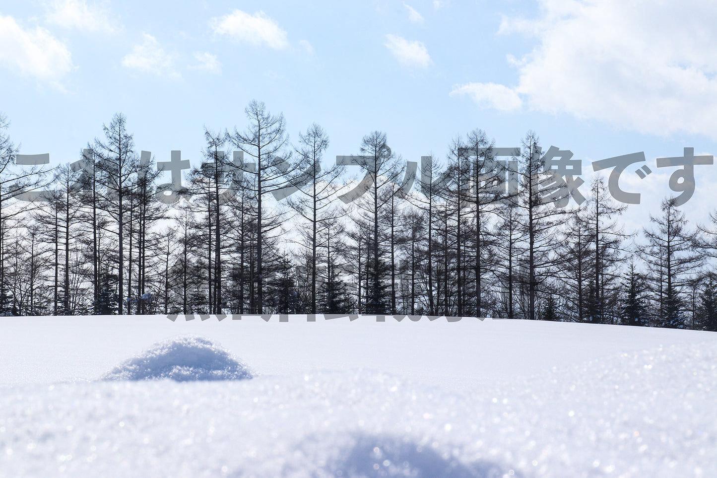 Snow and Trees_1