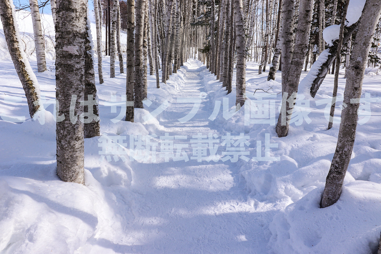 White Birch Avenue_1