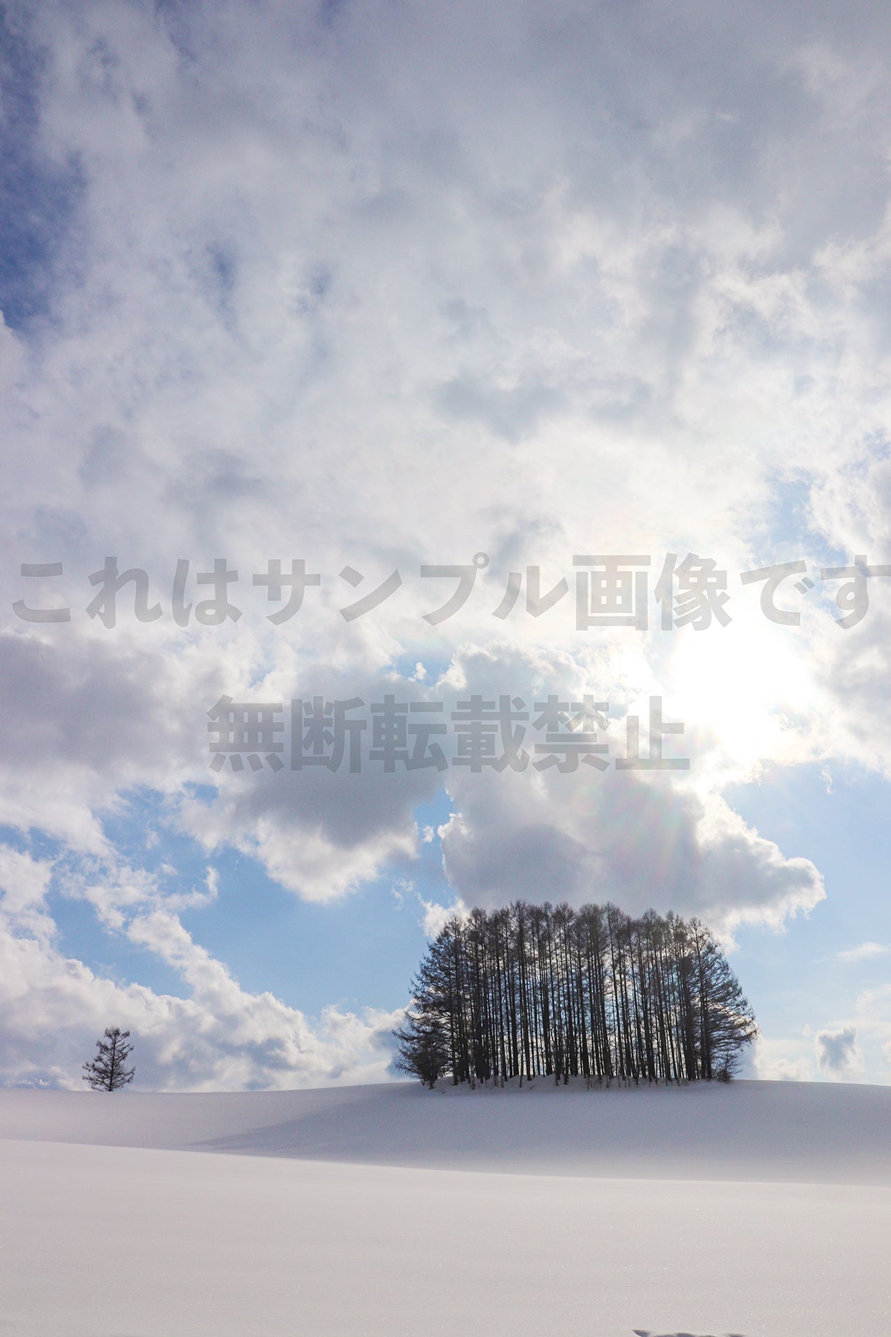 Trees in a Snowfield_41