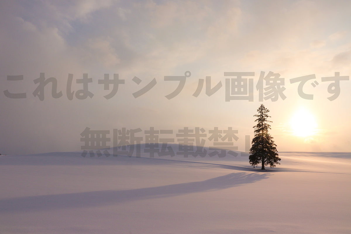雪原の一本木_3