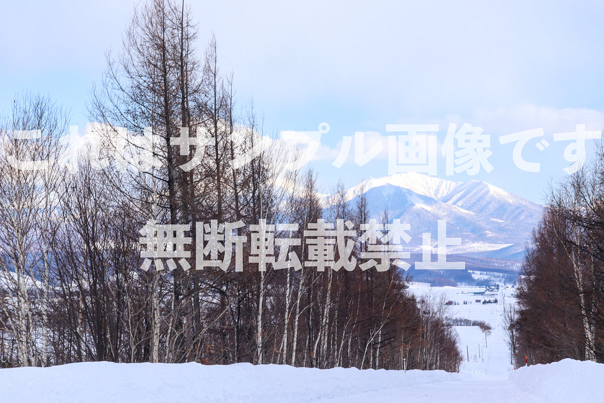 並木道と雪山_2