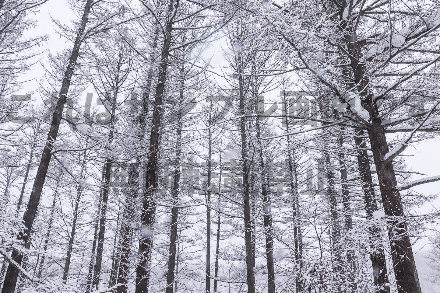 Winter Forest_1