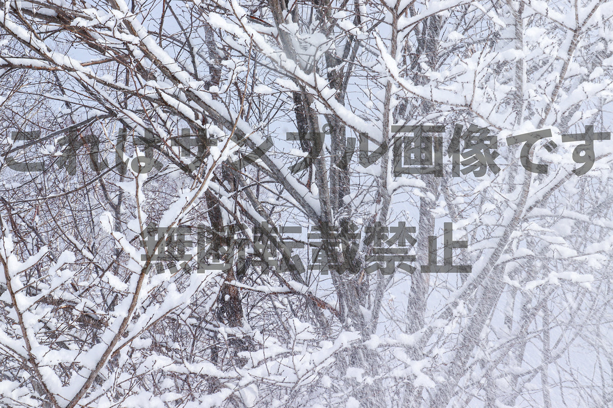 雪の木_8
