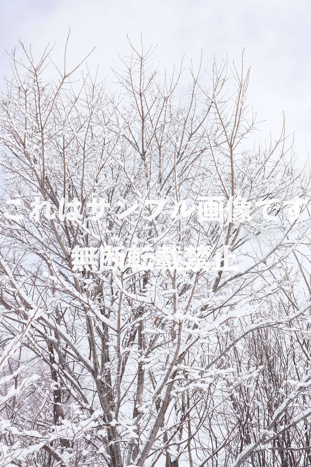 Snowy tree_1
