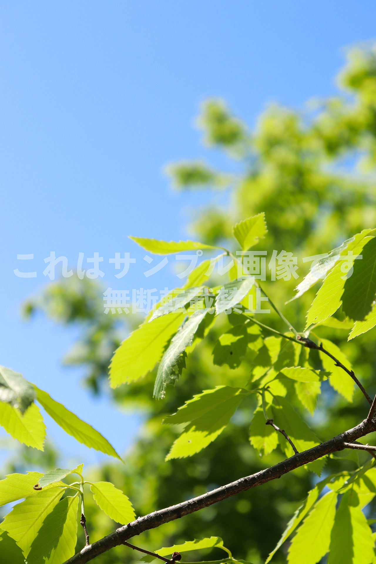 Fresh green_1