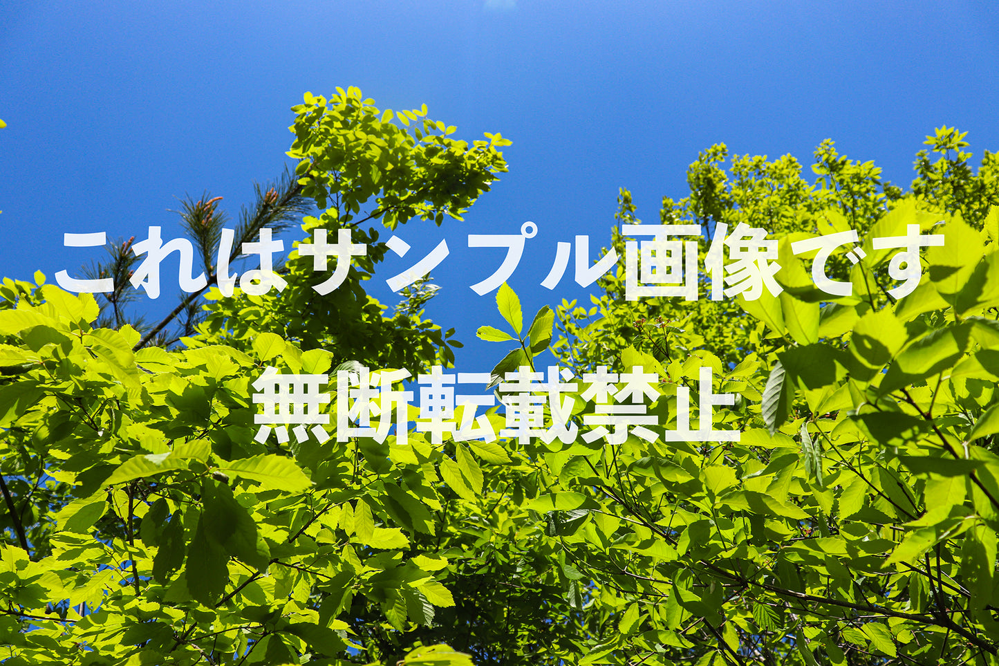 Fresh Verdure_2