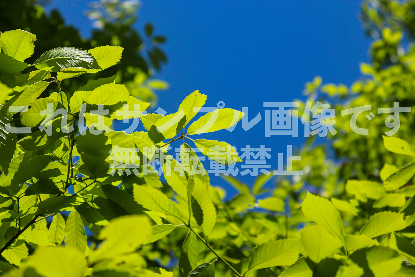 Fresh green_3