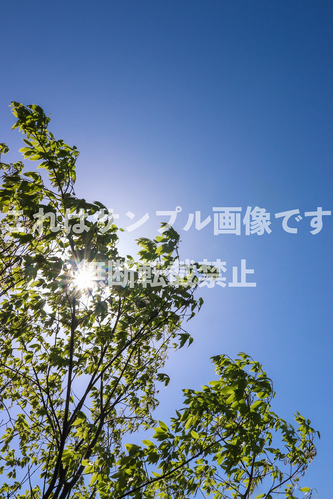 Fresh green_4