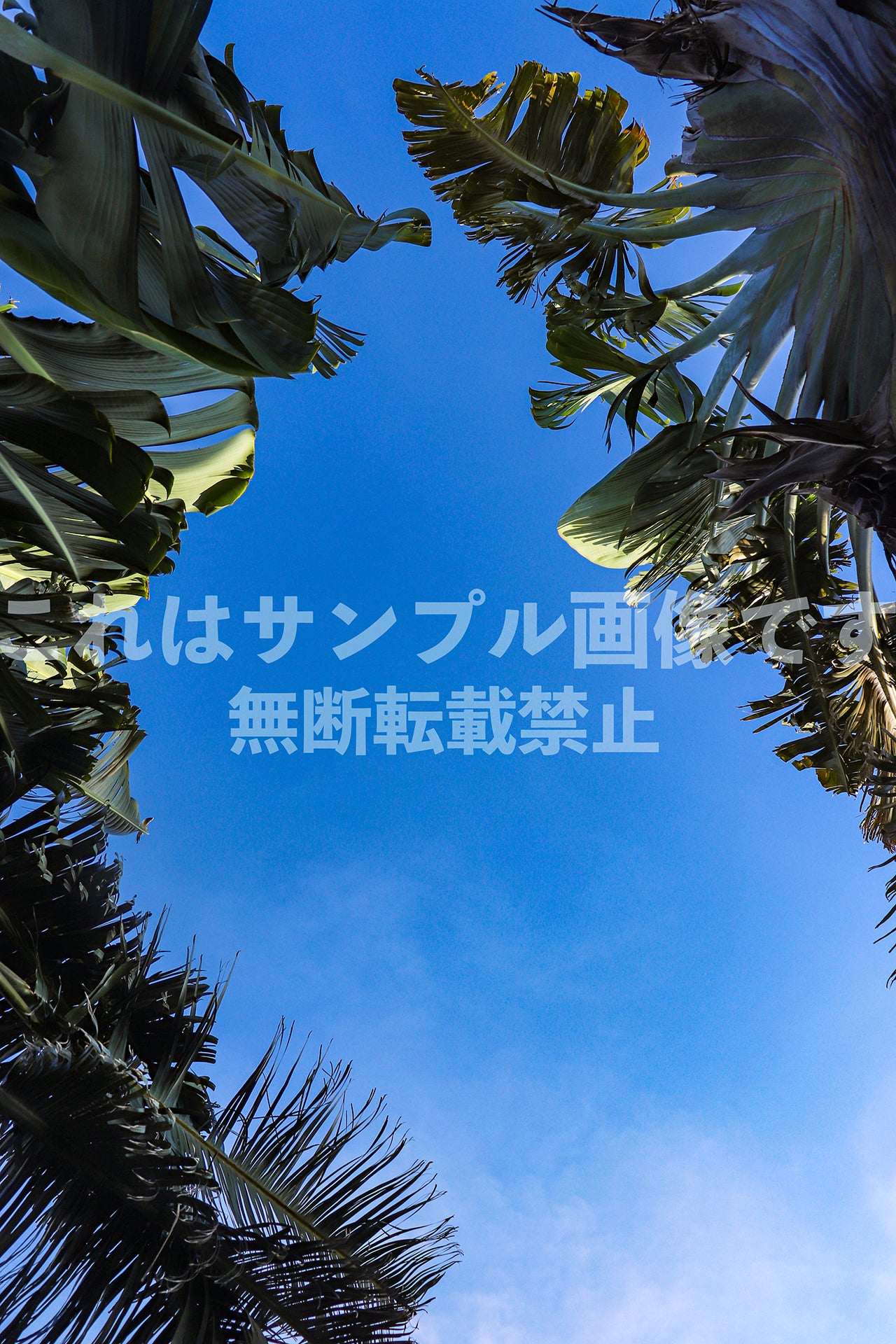 Palm leaves and blue sky_1