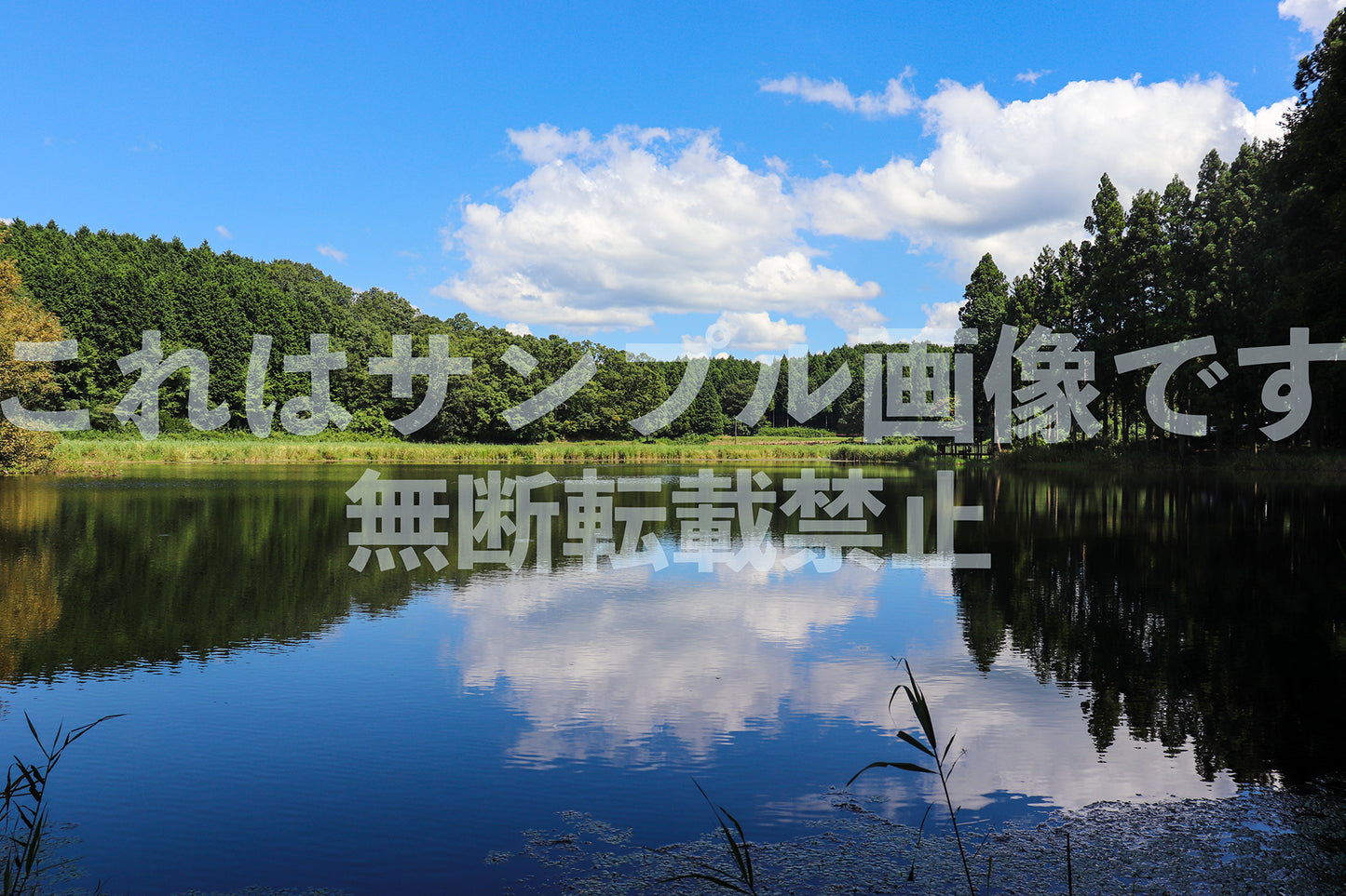 Forest and Water Reflection_1