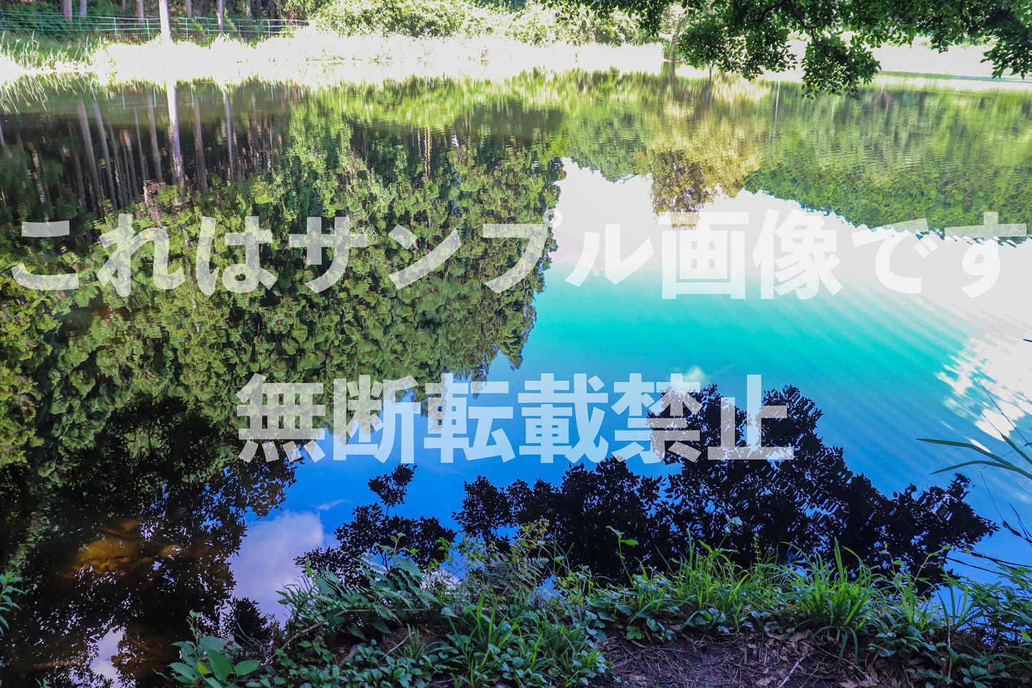 Green surface of the water_1