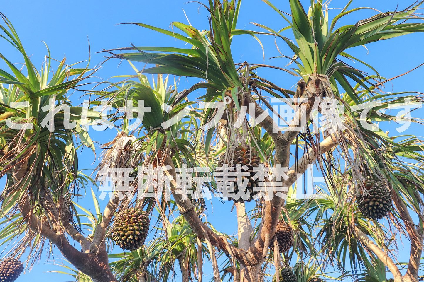 Tropical Fruit_1